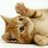 @lovecat_cute