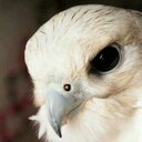 ALKASSR (@00ALKASSR) Twitter