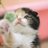 @AnimalLover716