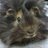 Twitter result for Garden Bird Supplies from MandLpetsworld