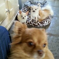 @toydoghotel