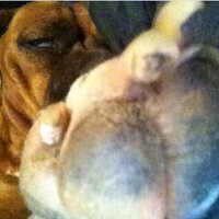 @Nikkitheboxer
