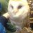 Twitter result for Peacocks from TinyHowarth