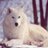Twitter result for Crazy Clearance from krystalwolfgrl