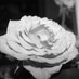 bumbled101 - osiridian - bumbled101 - osiridian -