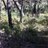 Woody Hollow