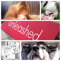 @unleasheddogyyc