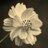 hannyan_bot