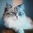 @CatHouse15