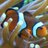 Symbiosis papers