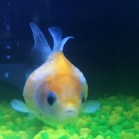 @PsychicGoldfish