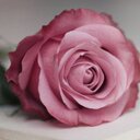 قطر الندى (@11rawng) Twitter