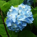BeautiesNature