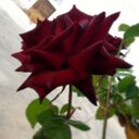 هنوش الشهري (@0129Hno) Twitter