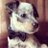 @BabyAnimalGifs