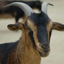 jugyo