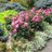Twitter result for Gardening Direct from gogardeningvids