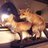 _AndreaUrbanFox