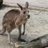 相互フォロー100％カンガルー kangaroofollow のプロフィール画像