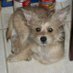 DINGBATY2 - KAS/MURPHY - WE R ALSO @dingbaty, THIS IS OUR #2! HERE, WE WILL MOSTLY FOLLOW TO HELP ANIMALS, DINGBATY2 - KAS/MURPHY - WE R ALSO @dingbaty, THIS IS OUR #2! HERE, WE WILL MOSTLY FOLLOW TO HELP ANIMALS,