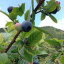 一葉姐 (@0181489) Twitter