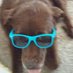 LouannTexas - Louann Smith - Female, Single, Native Texan, Mediator, animal advocate, warrior, rescuer and dog gone smart. Love me, love my dogs or bark on without me! LouannTexas - Louann Smith - Female, Single, Native Texan, Mediator, animal advocate, warrior, rescuer and dog gone smart. Love me, love my dogs or bark on without me!