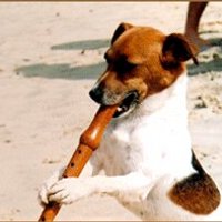 @theflutedog