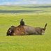 co_pony - Heather Hall - Horse addicted, tender hearted. Pony, former racetracker, have helmet, will travel. I can sleep when I'm dead, I'm too old to die young. #ENFP Quirky feed co_pony - Heather Hall - Horse addicted, tender hearted. Pony, former racetracker, have helmet, will travel. I can sleep when I'm dead, I'm too old to die young. #ENFP Quirky feed