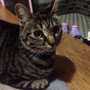 ねこっち (@011Knx) Twitter