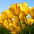 followmejp11