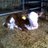 SFH Calf Club