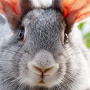 011_rabbit (@011_rabbit) Twitter