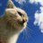 Cat in the Blue Sky