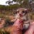 Twitter result for Wickes DIY from Susan_Serenity
