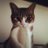 @nyanko_28