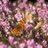 Twitter result for Interflora from wjardinfleuri