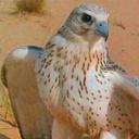 الشامخ (@00alhsamk) Twitter