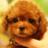 mania_cute_dog