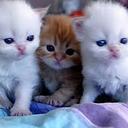 ALI SHEHAB (@01995a5d169e460) Twitter