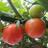 @ichi_tomato