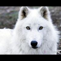 @Whitewolf1987s