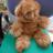 Twitter result for Halfords from totallyteddies