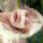 Twitter result for Next Directory from zanadu99laura