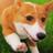 The profile image of corgi_paw