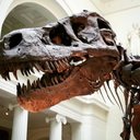 SUEtheTrex