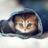 @CutePicsOfCats