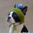 profil_image_twitter