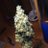 Twitter result for Dabs from lexanderHudson