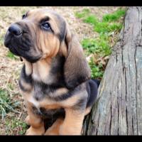 @onlypuppies