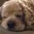 Cocker Spaniel Pics